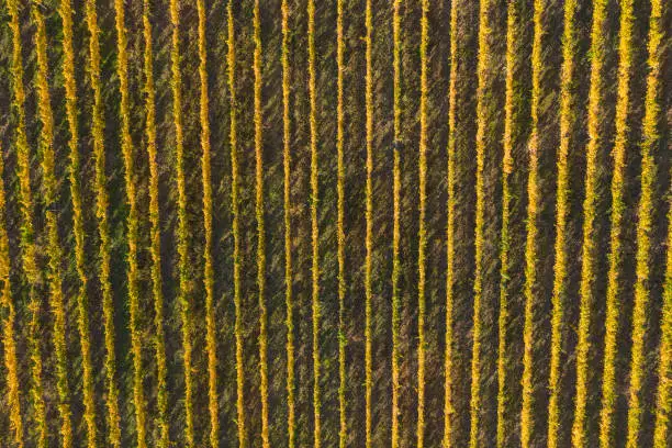 Aerial view of a vineyard plantation in late afternoon lights in Europe. Drone shot