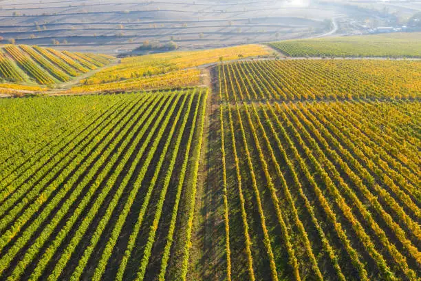 Rows in a vineyard, natural pattern above from a drone. Aerial view