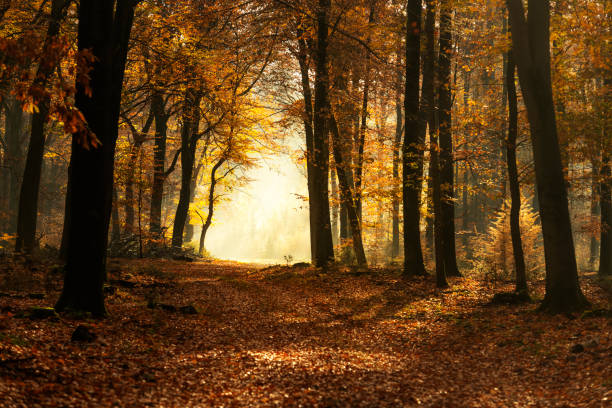 Autumn Forest Trees