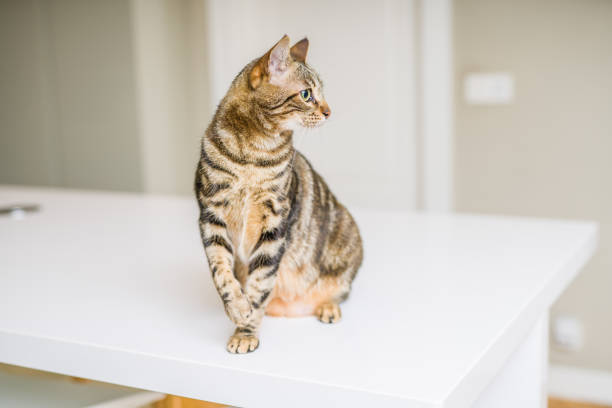 istock Beautiful short hair cat at home 1167517107