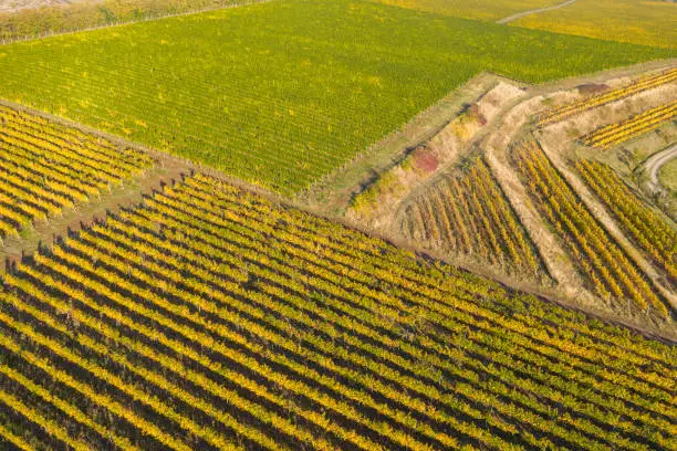 Top view of a vineyard at autumn. Aerial drone shot