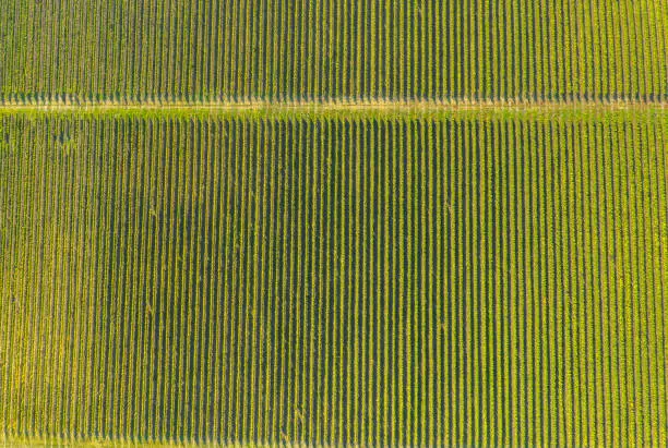 Rows in a vineyard, natural pattern above from a drone. Aerial view