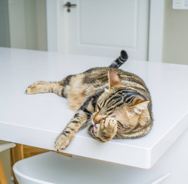istock Beautiful short hair cat at home 1167517224