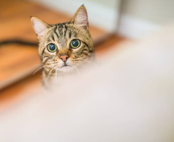 istock Beautiful short hair cat at home 1167517229