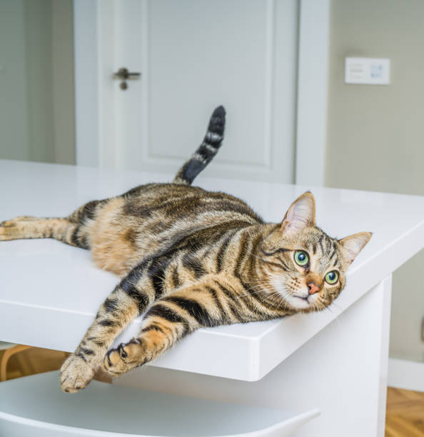 istock Beautiful short hair cat at home 1167517231