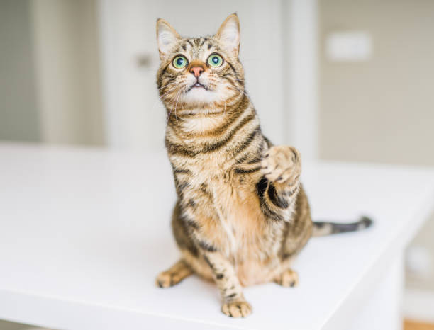 istock Beautiful short hair cat at home 1167517232