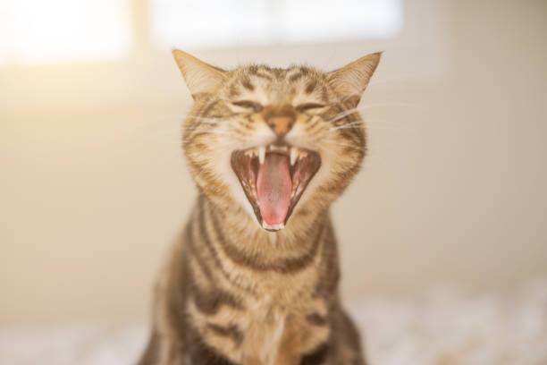 istock Beautiful short hair cat at home 1167517233
