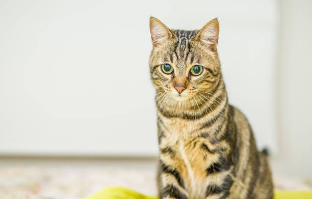istock Beautiful short hair cat at home 1167517234