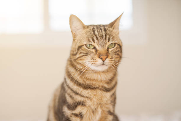 istock Beautiful short hair cat at home 1167517269