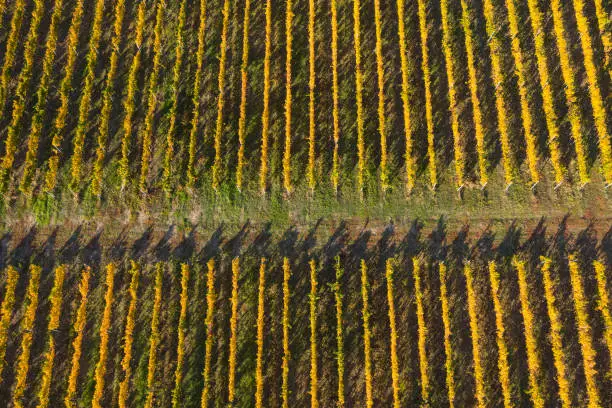 Rows in a vineyard, natural pattern above from a drone. Aerial view