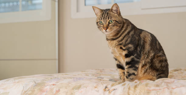 istock Beautiful short hair cat at home 1167517332