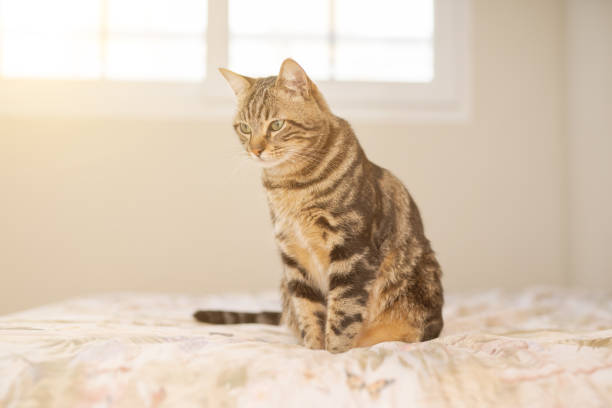 istock Beautiful short hair cat at home 1167517334