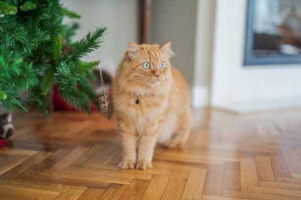 istock Beautiful short hair cat at home 1167517342
