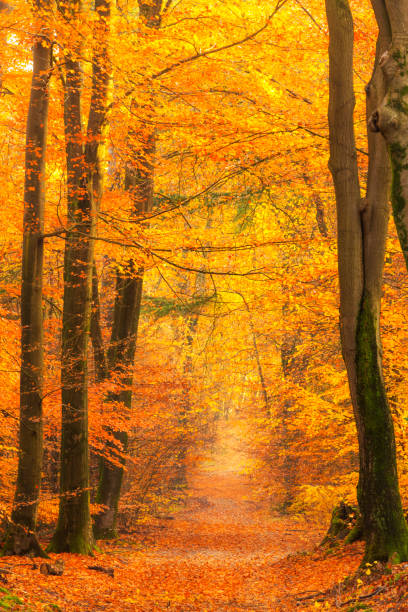 istock Path through a misty forest during a beautiful foggy autumn day 1167517431