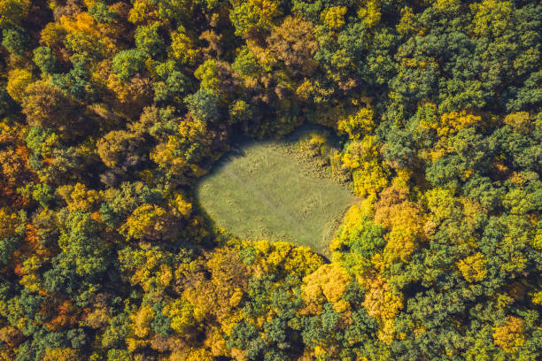 istock Top view of a forest clearing from a drone 1167517504