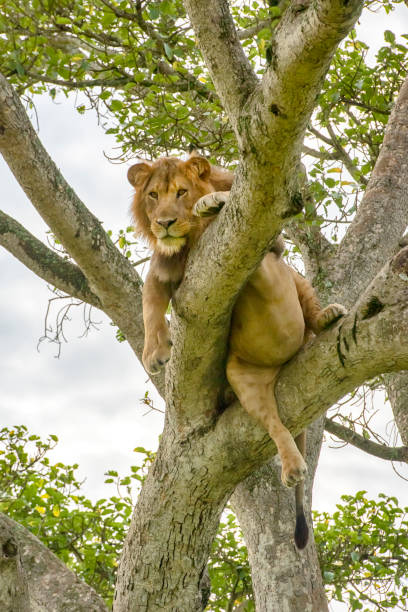istock Male lion (Panthera leo) is sitting high up in a tree 1167517526