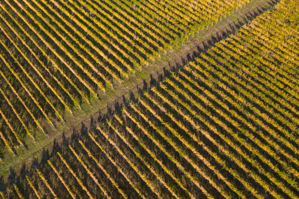 istock Top drone view of a vineyard at autumn 1167517582