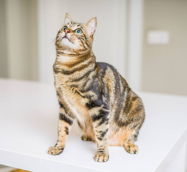 istock Beautiful short hair cat at home 1167517588
