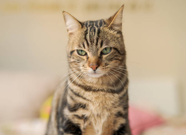istock Beautiful short hair cat at home 1167517591