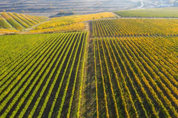 Top view of a vineyard at autumn. Aerial drone shot