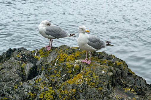 Sea bird juveniles standing on a rock in Cornwall, UK