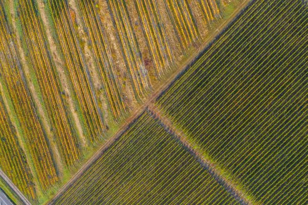 Aerial view of a vineyard plantation in late afternoon lights in Europe. Drone shot