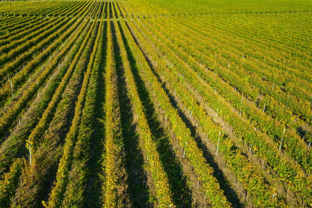 istock Vineyard drone shot, aerial view from above 1167519933