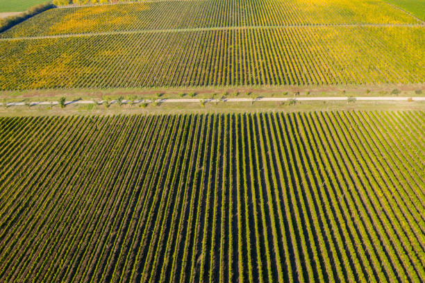 istock Aerial view of vineyard 1167519964