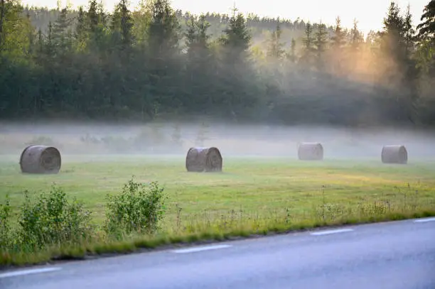roundbales in a misty field a summers night in Varmland Sweden 2019