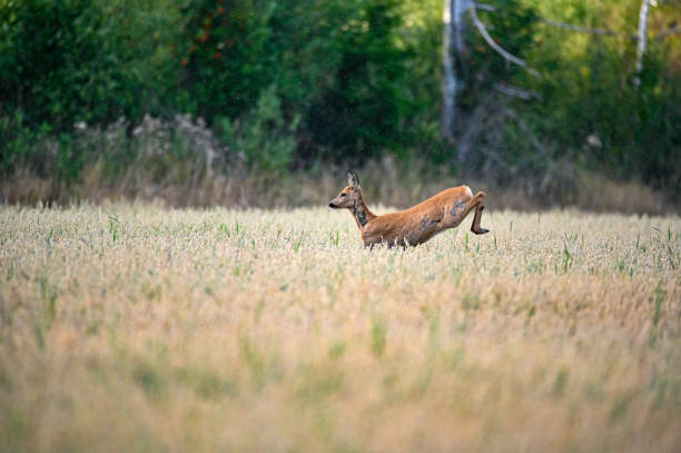 istock roe deer jumping through a field in a summer evening 1167520796