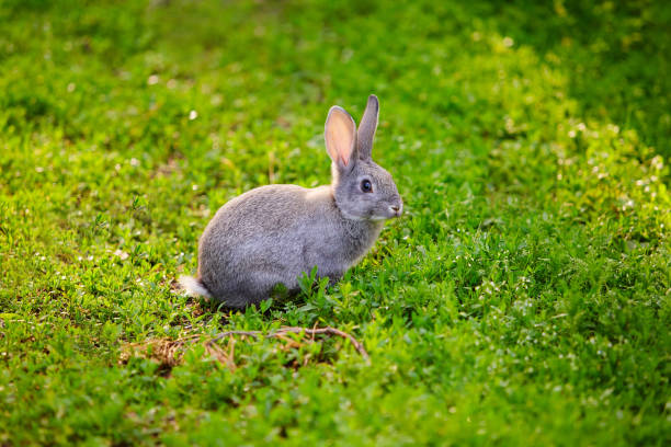 istock Cute grey Bunny sitting in the grass 1167520832