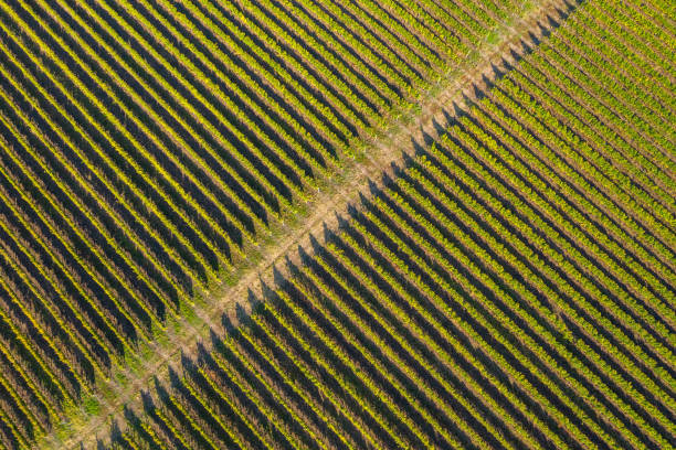 istock Aerial view of vineyard 1167520945
