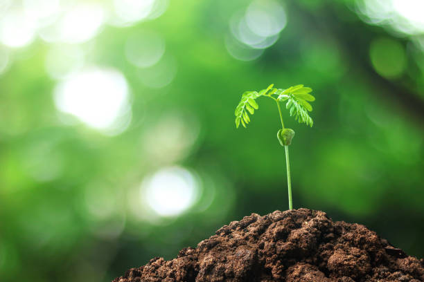 istock Growing trees from seeds grown in the ground amidst the natural background. Sprouting green leaves tree in the concept of starting a new life and a beautiful environment and fresh air. 1167521061