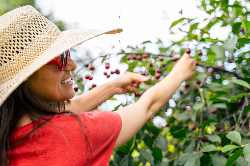 Picking cherries from the tree. Clean eating and healthy living.