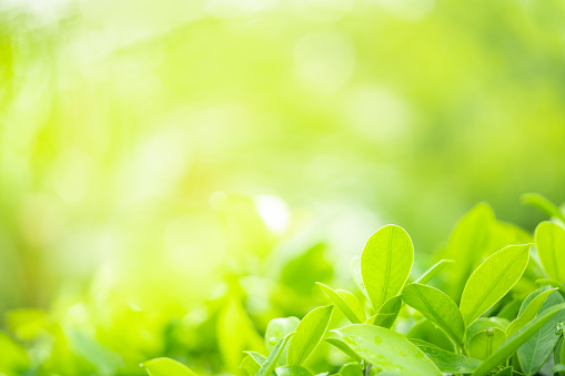 Green nature background. Closeup green leaf with beauty bokeh under sunlight for natural and fresh wallpaper concept