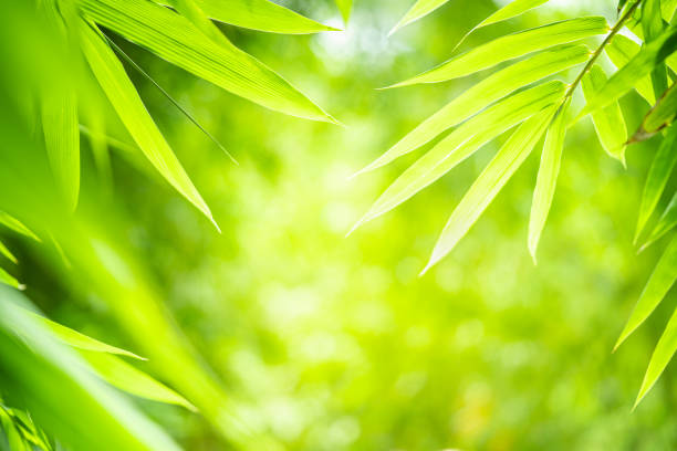 istock Bamboo leaves with beauty bokeh under sunlight with copy space. 1167521523