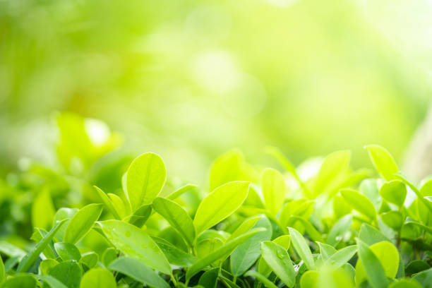 istock Closeup green leaf with beauty bokeh under sunlight background 1167521527