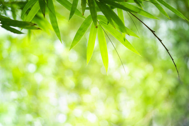 istock Bamboo leaves with beauty bokeh under sunlight with copy space. 1167521533