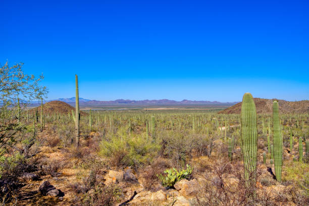 istock Saguaro cactus in Saguaro National Park 1167522395