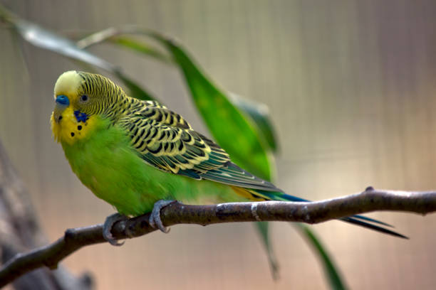 istock a green and yellow budgerigar or parakeet 1167522844
