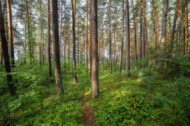 istock pine forest of the southern urals 1167522935