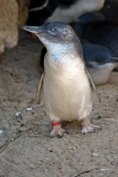 istock a fairy penguin on land 1167522993