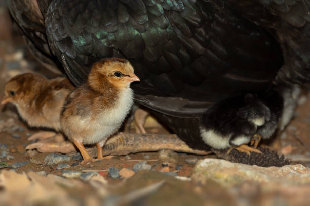 A group of young chicken huddle together beside mother wing for safety while digging for food.
