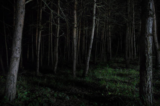 istock magical lights sparkling in mysterious forest at night. Pine forest with strange light 1167524237