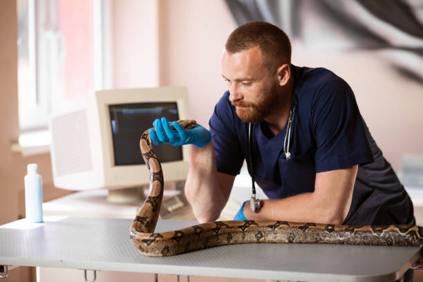 le vétérinaire retient le serpent. traitement des reptiles et des serpents en clinique vétérinaire - snake adder viper reptile photos et images de collection