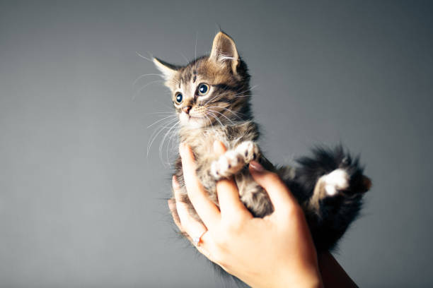 istock Beautiful cute striped kitten in hands on gray background 1167524379