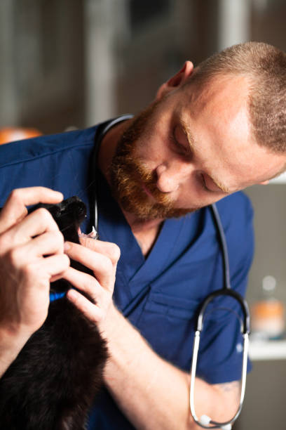 veterinarian looks teeth to black cat - vet domestic cat veterinary medicine stethoscope imagens e fotografias de stock