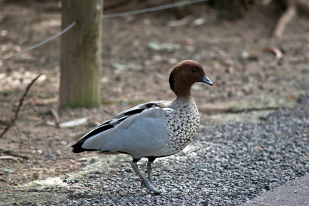 istock a male Australian wood duck 1167524447