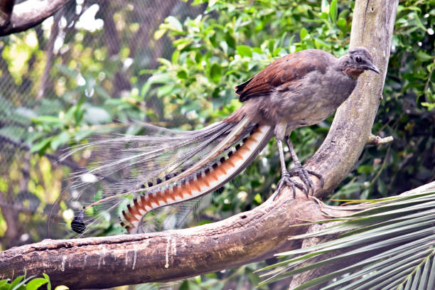 un pájaro lero en una rama - lyre fotografías e imágenes de stock