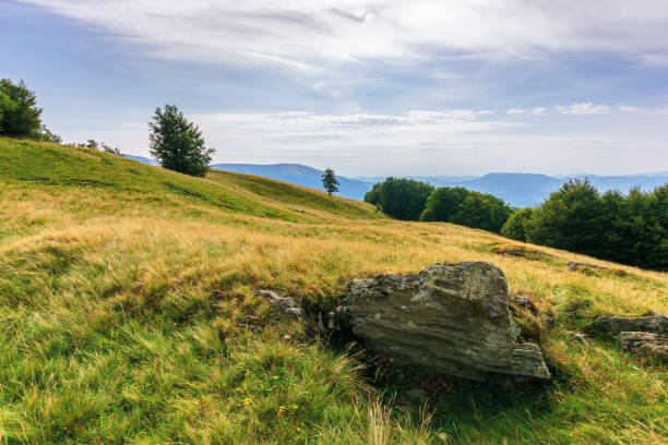 beautiful mountain landscape in afternoon. forest on the grassy meadows. clouds on the sky. wonderful evening weather in summertime. amazing carpathian landscape of svydovets massif